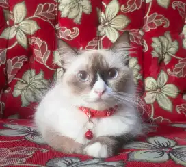 RAGDOLL BICOLOR SIMETRIS BETINA