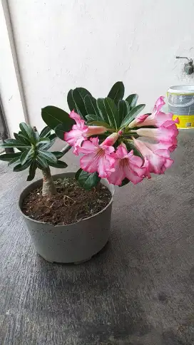 tanaman adenium berbunga
