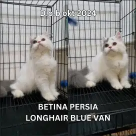 kitten persia , kitten munchkin flat longhair