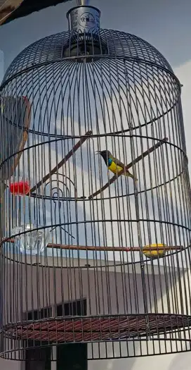 Di jual Burung So Gon