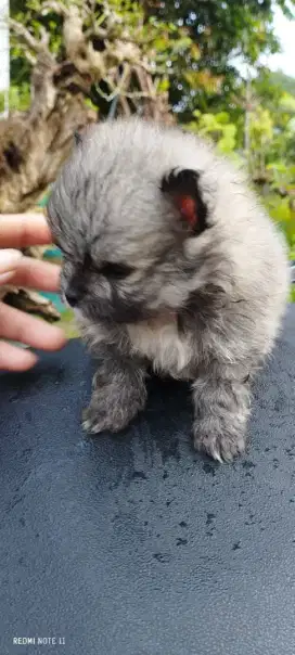 Minipom tiny cakep
