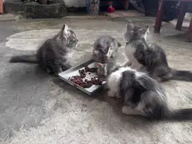 Jual anak kucing