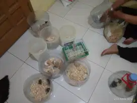 Hamster syirian