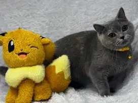 Kucing BSH Betina WCF
