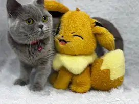 Kucing BSH British Shorthair Lilac Betina