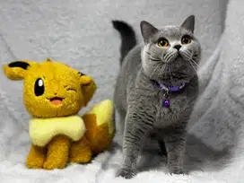 Kucing British Shorthair Betina Ped