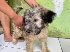 Maltese mix poddle ( Jantan )