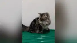 Kucing persia flatnose