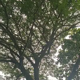 Assalamualaikum saya mencari pekerjaan