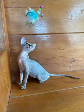 Kitten sphynx jantan spinx spink sphinx murah kucing gundul hairles