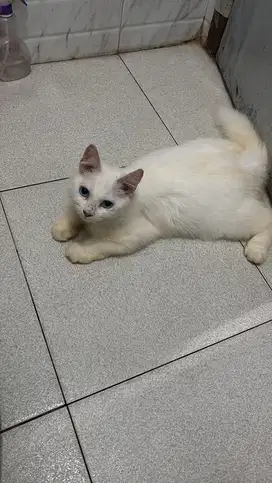 Kucing Jantan persia mix lokal