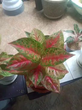 Aglonema tanaman hias