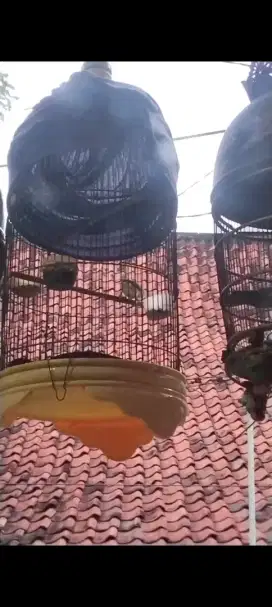 Burung manyar rawatan dari kecil fulset sangkar labet tebal pvc