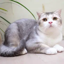 Scottish fold single