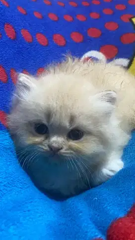 Kitten betina 2 bulan