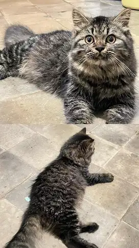 Kucing anakan peaknose