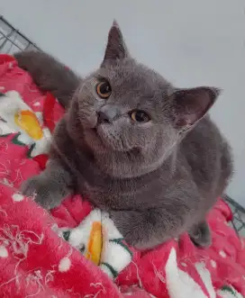 Kucing british shorthair
