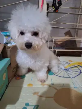 Anakan Female bichon