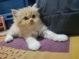 kitten betina usia 2 bulan