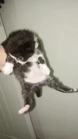 Kucing Mix Persia Umur 2 Bulan