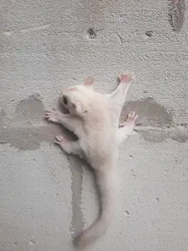 SUGAR GLIDER CREAMINO MOZAIC JANTAN