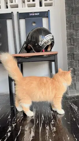 Jual kucing persia