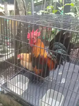 Ayam kate serama 1 pasang.