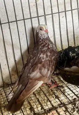 Burung Merpati Wina Betina