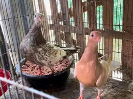 Burung merpati hias wina