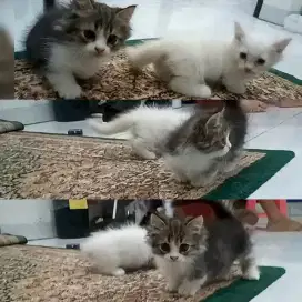 Kucing Munchkin minuet