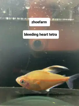 Ikan Hias import Bleeding Heart Tetra