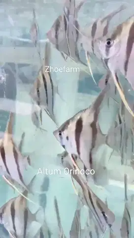 Ikan Hias Altum Orinoco Angelfish
