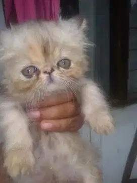 Ulat bulu ulat buluuu
