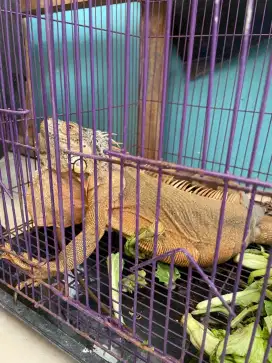 IGUANA RED bukan Hijau