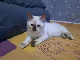 kitten betina usia 4 bulan