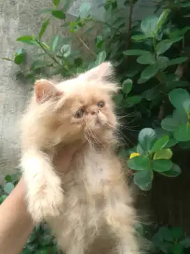Peaknose & Flatnose kitten 2,5bln