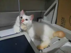 kitten jantan usia 4 bulan