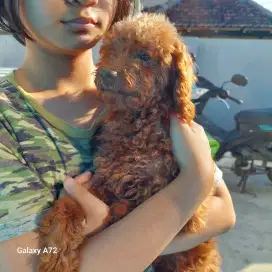 poodle red toy lucu