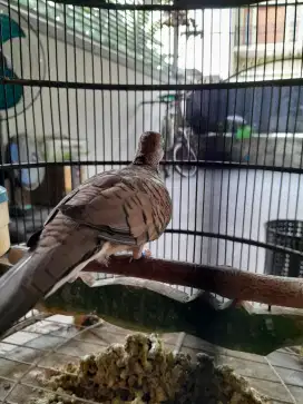 Perkutut bangkok jantan suara ulem