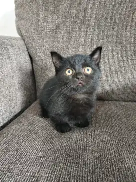 Bsh Munchkin hitam jntan