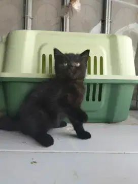 Bsh betina black