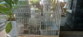 Jual kandang kucing.