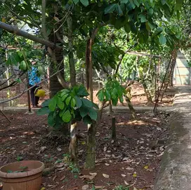 Dijual Kavling Gandeng 3 Murah BSD city