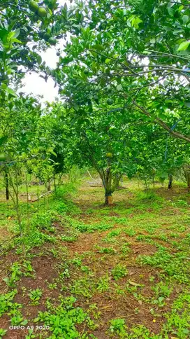 Dijual Kebun Jeruk Akses Mudah di Batu, dekat Jatim Park 3