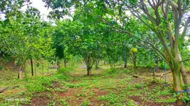 Dijual Murah Kebun Jeruk di Dau Siap Panen, Bisa dibeli Setengah