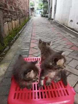 Kitten Persia Medium Hair