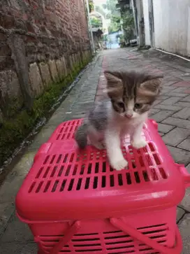 Kitten Persia Medium Hair