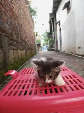 Kitten Persia Medium Hair