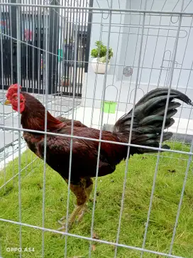 Ayam Pama Merah maroon