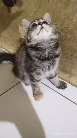 Persia calico 3bulan